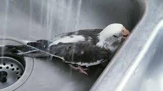 Asi bañamos a Diamond 🐦🚿