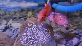 Fish Laying Eggs || Red Jewel Fish giving birth || Community Tank || Aquarium Fish giving birth