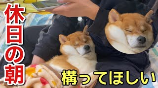 【柴犬】仕事が休みのお兄ちゃんに朝から盛大に甘えてマッサージしてもらうのが日課