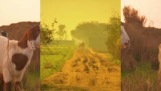 Photo Slideshow of beautiful nature and people of Punjab  | Sialkot Punjab Pakistan | Pak Zameen