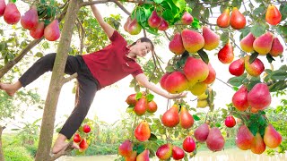 Harvesting Pear Fruit Goes to the market sell - Animal care \u0026 Cooking | Luyến - Harvesting