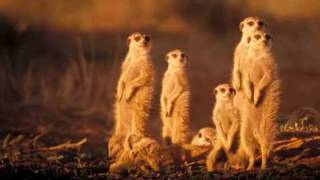 Great Movie Moments - The Meerkats