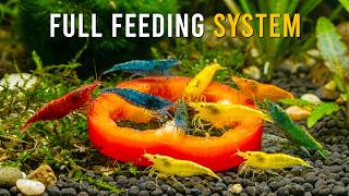 Here's Why Feeding Aquarium Shrimp Is EASIER Than You Think