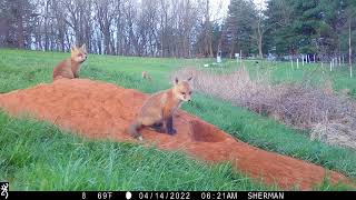 Fox Kits at the Hemp Field