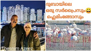 ദുബായിൽ നിന്നൊരുവലിയ surprise കിട്ടി😀/fizaയുടെപാട്ടും/ഫ്ലെമിംങോflemingomarsh/ThesnimAzeez/Dubai vlog