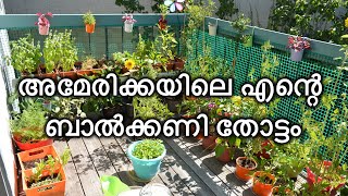 Garden Tour and Harvest 2019/Balcony Garden/Harvest/Malayalam Garden Tour/Pichu's World