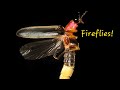 Firefly/Lightning Bugs: Amazing Facts