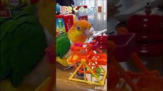 シロハラインコ華ちゃん🐥（どんな夢見ているのかな😊🚪🎡🚡🌻💨）