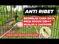 CARA JITU BIKIN SOGON NGALAS NGLEPER❗SATU CARA ANTI RIBET❗