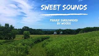 Nature Sounds - Prairie Woods- Crickets - Birds - Wind