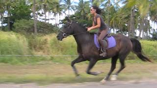 GALLOPING Black Arabian Eventer at a Stretch! Hawaii, 9/7/14