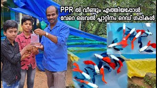 പുതിയ പരീക്ഷണത്തിനായി PPR ഫാമിലെ പ്ലാറ്റിനം റെഡ് വാങ്ങി, ആറായിരത്തോളം Platinum Red Guppies