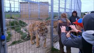 Enormous Amur Tiger