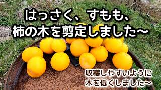 はっさく、すもも、柿の木を剪定しました～   木を低くして実の収穫をかんたんにするのが目的です🎵楽しい😃🎵時間を過ごせました～😃 #食料 #食料自給率 #食料品