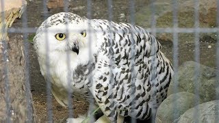 シロフクロウ,上野動物園,Snowy Owl,Ueno Zoo,Tokyo,Japan,