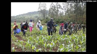 Clip inkuru kuguha abahinzi ifumbire  yo kubagaza ibigori kuri nkunganire by Aimable