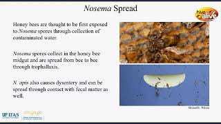 WEBINAR - Nosema: The Silent Pandemic