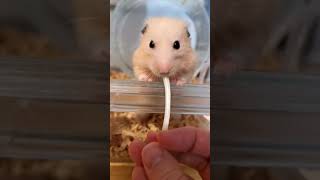 もやしを食べるハムスターごんちゃん　Gon eats Bean sprouts☆English subtitles #Shorts hamster