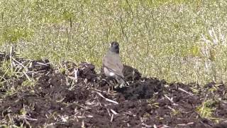 Autolycism by White-cheeked Starling ムクドリ（野鳥）が耕運機を追い虫を捕食：オートライシズム