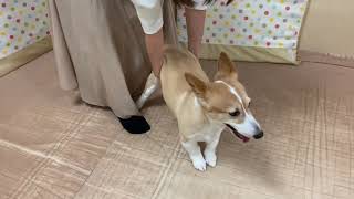 犬の整体・マッサージ教室３６１