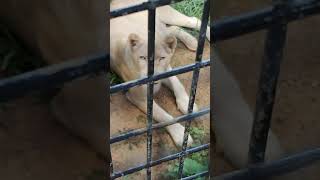 残夏🍆⑥ホワイトライオン・白獅子・リズムちゃん・沖縄こどもの国・・・White_Lion・Okinawa Zoo \u0026 Museum(20220921)