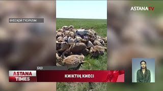 Батыс Қазақстан облысындағы киіктердің көшірілуі мүмкін