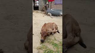 My lovely baby cow is now playing Part-83 #smallest #cowvideos #shorts #cow