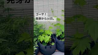 ゴーヤ！緑のカーテン作り。#gardening #ベランダ菜園 #shorts #short