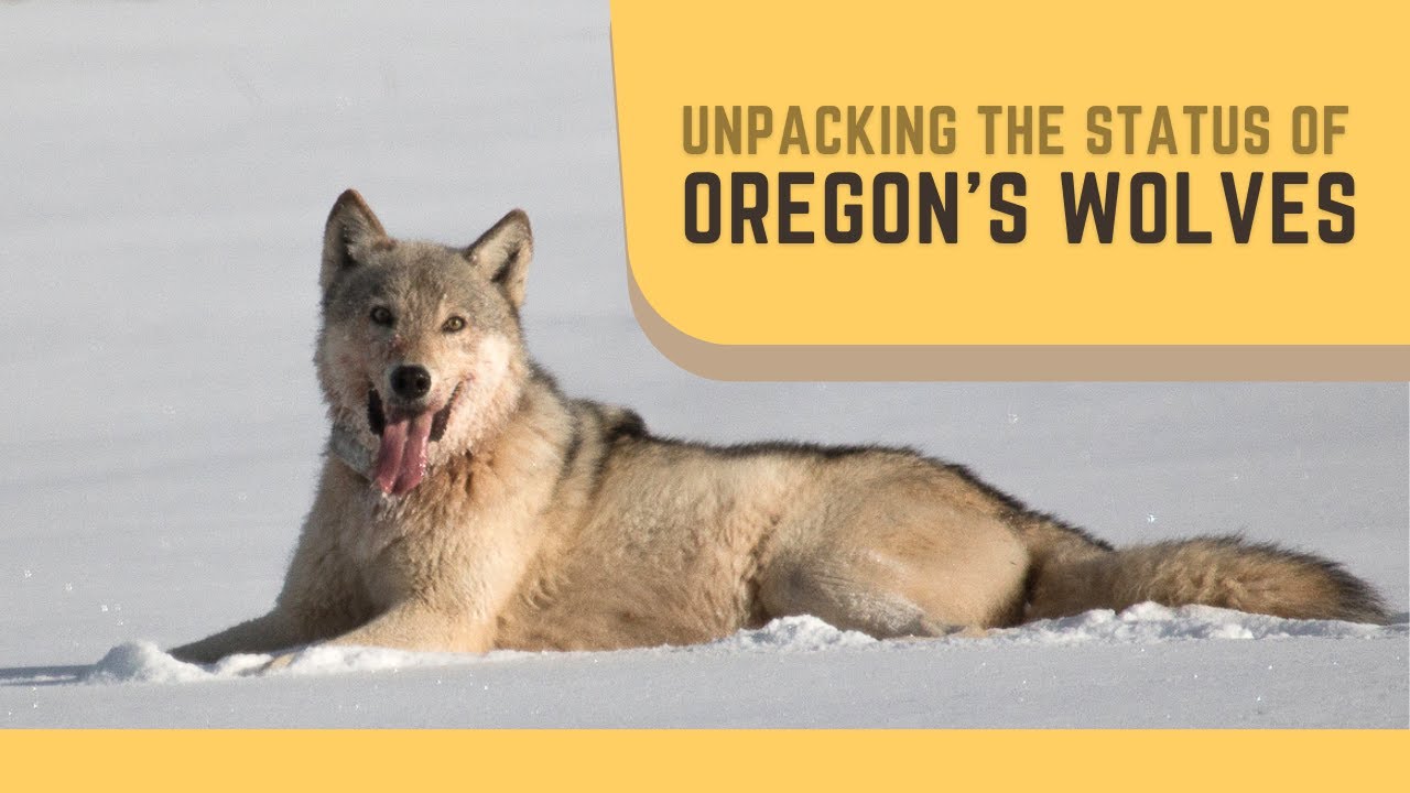 Webcast: Unpacking The Status Of Oregon's Wolves - YouTube