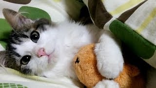 寝たい猫と遊びたい子猫が可愛すぎる Kittens sleeping cute