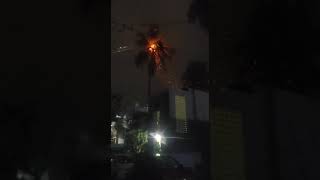 Fired coconut tree due to thunder strike