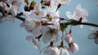 Cherry blossoms in the spring of 2008