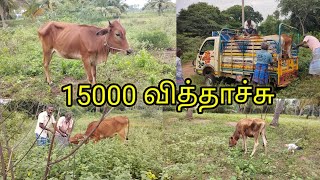 🐮🐮மாடு வாங்குவது மற்றும் விற்பதில் உள்ள secret and tricks🤫🤫#village lifestyle # #மாடு வளர்ப்பு#