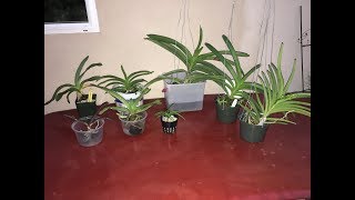 Vanda Orchid Care: tips and tricks for low humidity environment