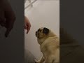 Vicious Pug Bit My Finger