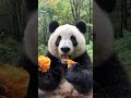 沾满草籽的小馨更可爱 加长版 ❤️panda xiaoxin mukbang eating sounds🎧 asmr