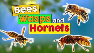 🆕 Bees Wasps and Hornets ➡ Bees Wasps Hornet Facts 2020 Video 🐝🐝