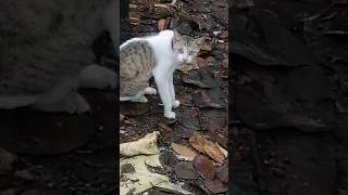 എന്റെ ദെയ്‌വമേ സഹിക്കാൻ പറ്റണില്ല🤣🤣#cutecat #funnyvideo#shorts