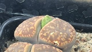 Lithops Flower Buds / My Favorite Haworthia