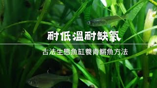 耐低溫耐缺氧的青鱂魚怎麼養，吃什麼？ 古法生態魚缸養青鱂魚方法