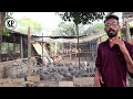 चायनिज कोंबडीपालनातून खात्रीशीर नफा अमोल बडदे chinese poultry farm success story of amol badade