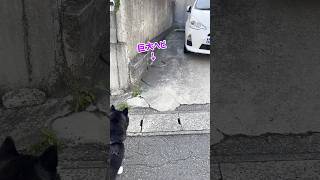 【恐怖】巨大ヘビに遭遇した柴犬とラブラドール！！