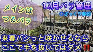 来春バシっと咲かせるため【12月薔薇管理】つるバラ剪定・誘引🌹冬管理ザックリ解説😊