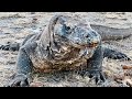 Komodo dragon disease which often occurs when they are old