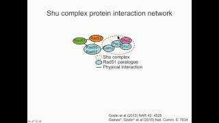 K Bernstein: The Shu complex and the Rad51 paralogs in Rad51 presynaptic assembly.