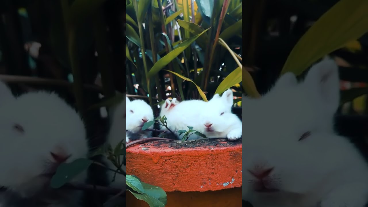 Cute Rabbits Shorts Viral Youtubeshorts Youtube
