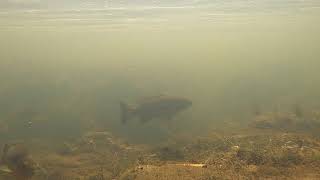 Passaic River Underwater footage above the Paterson Great Falls