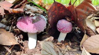 เก็บเห็ดป่าในฤดูแล้ง!!เก็บรอบสายๆเจอแต่ดอกตูมๆงามๆ hunting wild mushrooms