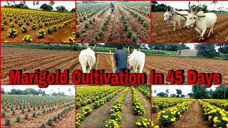 Marigold Flower Cultivation In 45 Days | Hybrid Yellow Marigold Seeds | Horticulture | Floriculture|