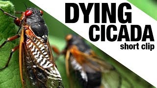 Dying Cicada [Short Clip]